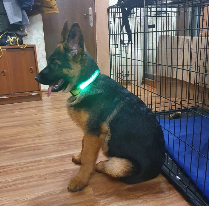 Jedi. - My, German Shepherd, Puppies, Collar, Jedi, Review, Personal experience, Star Wars, Dog