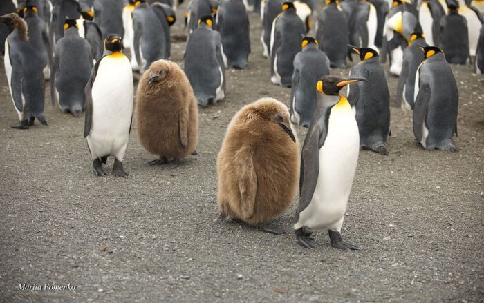 Parents and children - The photo, Birds, Penguins, Chick, King penguin