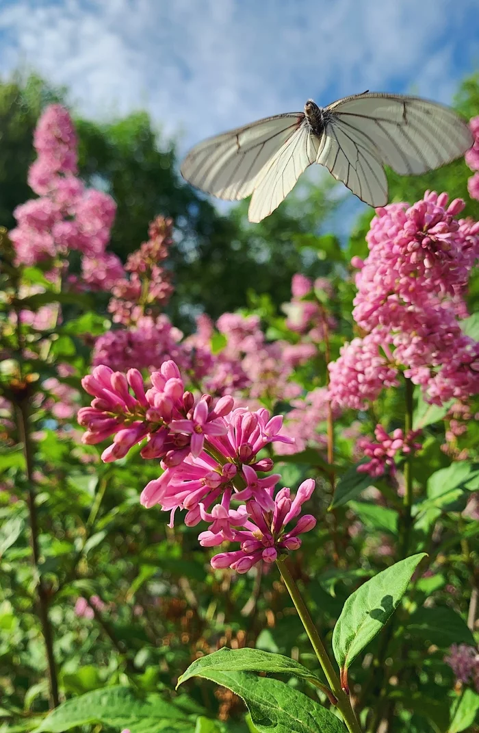 Boyar on lilac - hawthorn, Lilac, Bloom, Butterfly, Mobile photography, Longpost