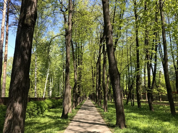 Тротуар до Перловского парка в Мытищах в конце мая - Моё, Мытищи, Перловка, Московская область, Подмосковье