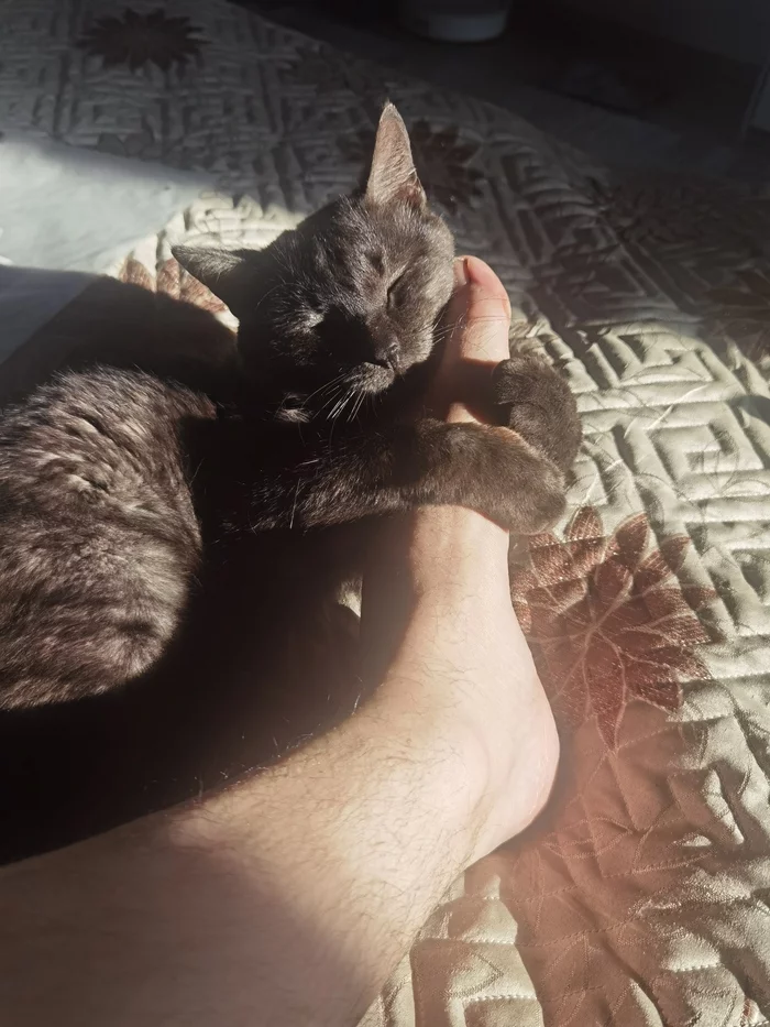 I will not give you the owner to anyone) - Longpost, Kindness, Cat family, cat, Black cat, My