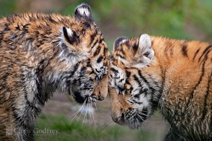 Пободаемся?