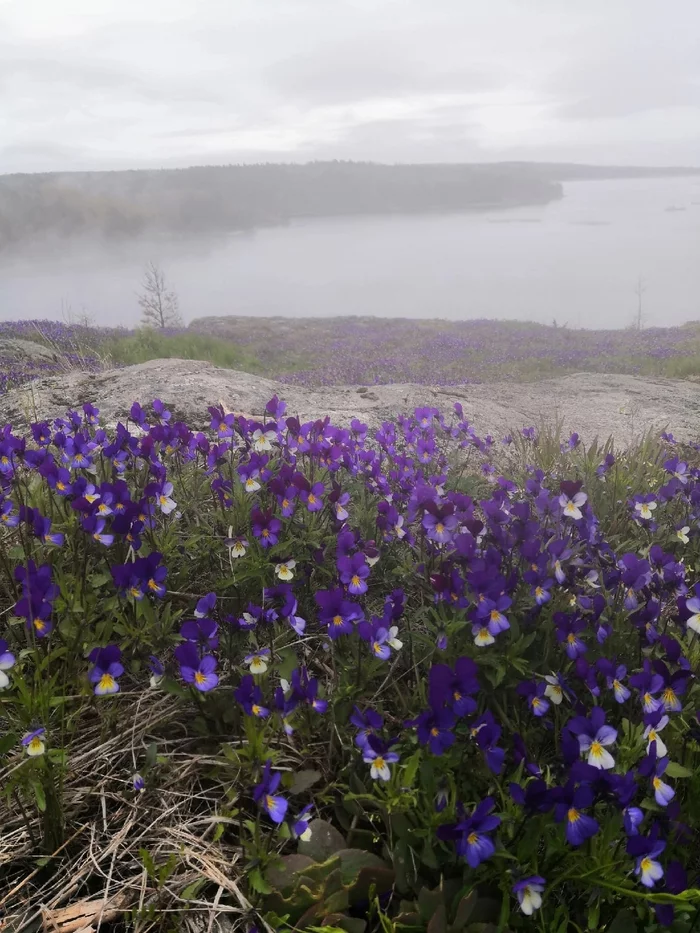 Ladoga, violets in the fog and kayaks - My, Ladoga, Kayaking, Ladoga skerries, Longpost, The photo