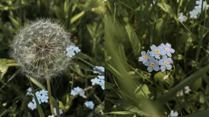 Don't forget forget-me-nots, they are so beautiful - My, Mobile photography, Forget-me-nots, Dandelion, Lightroom, iPhone 11, Collage