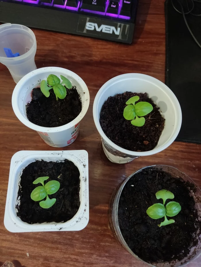 Hydroponics on the windowsill - part 3, the addition of hydroponic, dry in the ground, knit tomatoes and peppers - My, Pepper, Houseplants, Hydroponics, Vegetable garden on the windowsill, Tomatoes, With your own hands, Basil, Arugula, Longpost