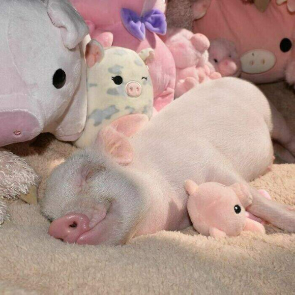 Happy childhood - Humor, The photo, Piglets, Happiness