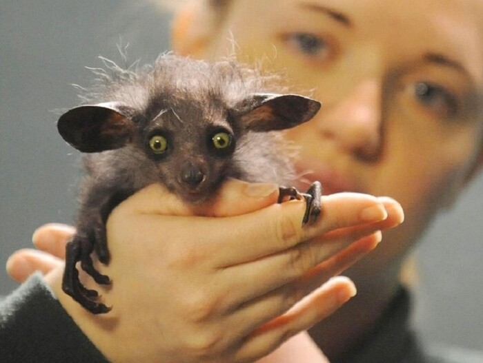 Летучая мышь руконожка — древнее необыкновенного вида, животное