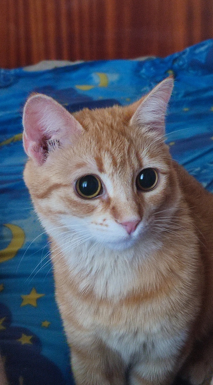 Обыкновенное рыжее чудо