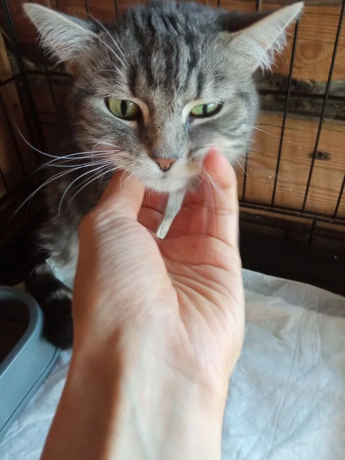 Continuation of the post “I continue to treat the domestic cat Musya, which was attacked by the owner's dog. - My, cat, Injury, Animal Rescue, Veterinary, Longpost, Video, Vertical video, Reply to post