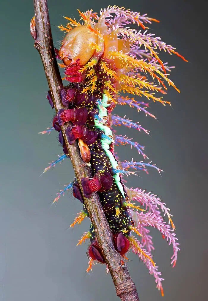 You are the worm - Larva, Beautiful, Caterpillar