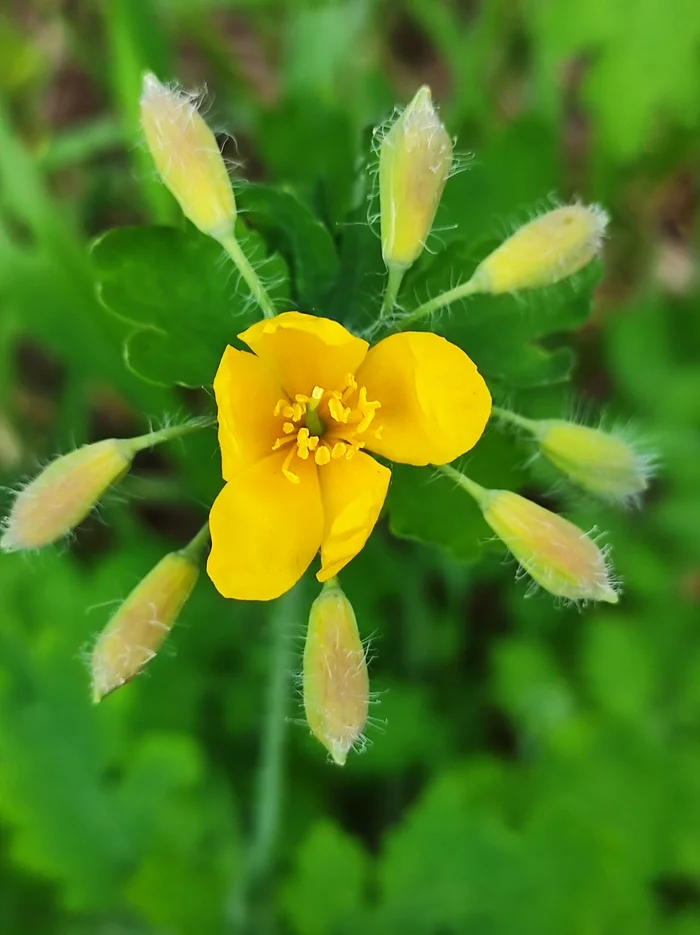 Celandine - My, Mobile photography, Celandine