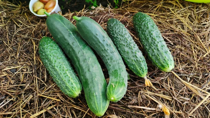 Before frost. - My, Garden, Plants, Cucumbers, Garden, Bloom, Video, Youtube