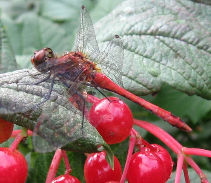 Continuation of the post Dragonfly - My, Insects, Dragonfly, Disguise, Macro photography, Nature, , Reply to post