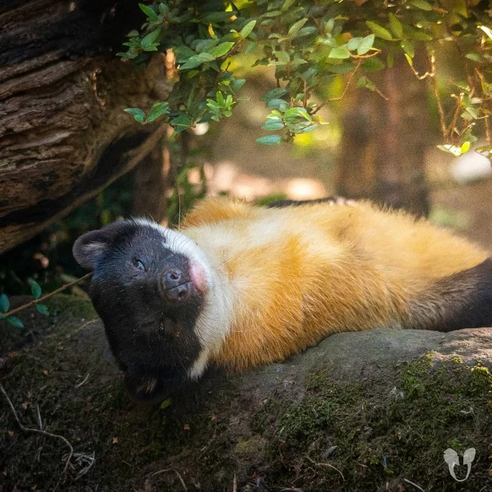 sleeping marten - Marten, Cunyi, Predatory animals, Wild animals, Zoo, The photo, Dream, Longpost