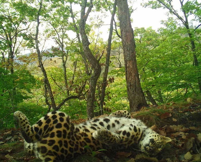Cats are cats - Far Eastern leopard, Relaxation, National park, Land of the Leopard, The photo, Phototrap, Primorsky Krai, Big cats, Cat family, wildlife, beauty of nature, Wild animals, Rare view, Red Book