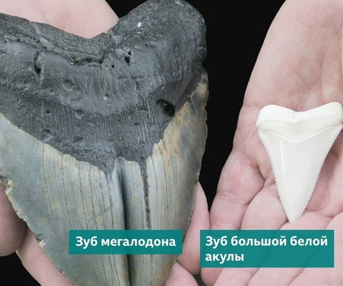 Everything is relative - Shark, Megalodon, Teeth, Infographics, Comparison