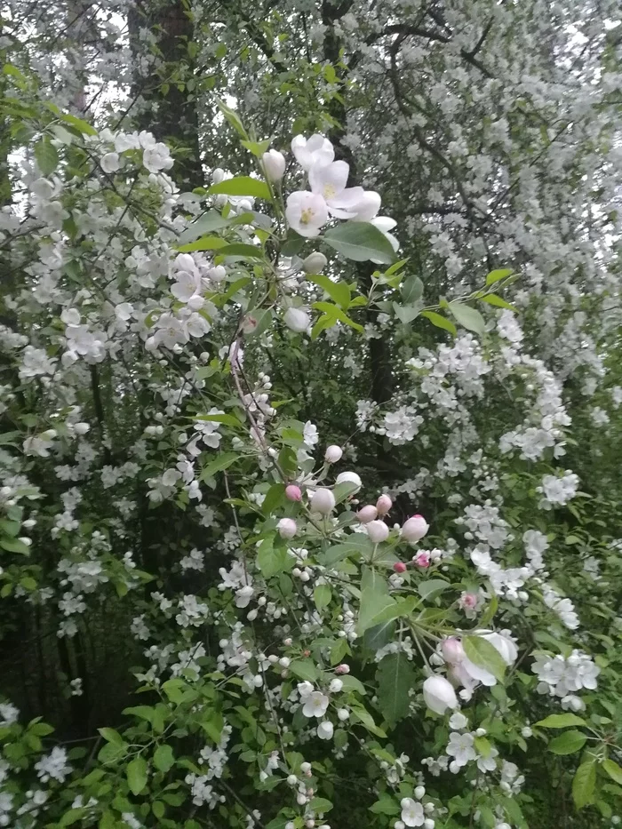 Summer - Summer, Flowers, beauty of nature, Longpost