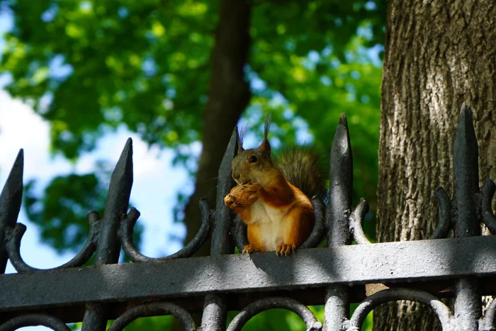 Squirrel ordinary - My, Squirrel, The photo, Beginning photographer, Sony