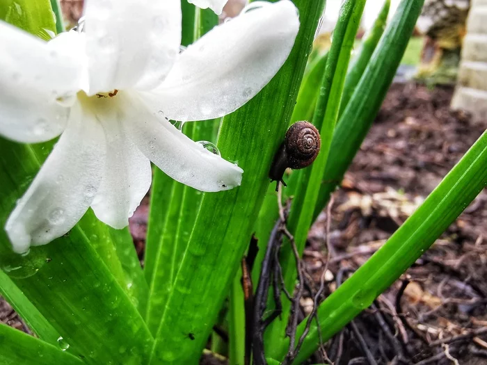 After the rain - My, Mobile photography, After the rain, Snail, Grass, Water drop