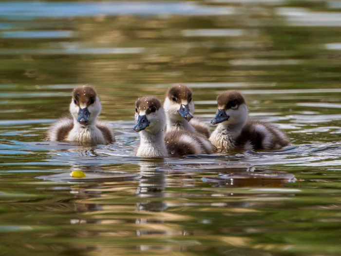 Ogaryata - My, The photo, The nature of Russia, Birds, Duck, Ogar