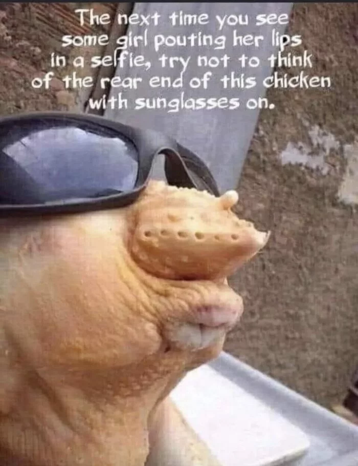 And even so, the chicken will look better than 90 percent of the lippers - Selfie, Hen, Booty, Pareidolia, It seemed, Sunglasses, Black humor, Picture with text, Humor