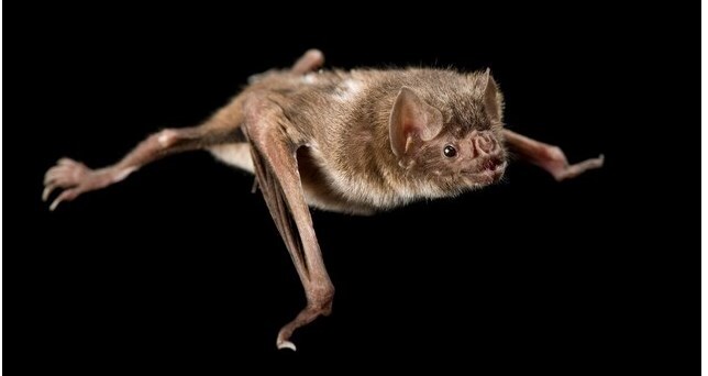 In Bolivia, they allegedly treat epilepsy with the blood of bats - Biology, Disease, Epilepsy, Blood, Bat, Alternative medicine, Bolivia, Longpost