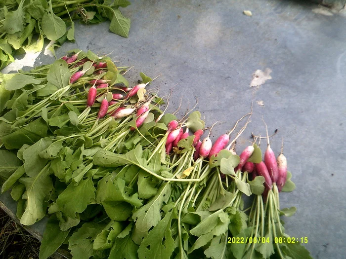 Young radish and cornflowers - My, Cornflowers, Radish, Flowers, Food