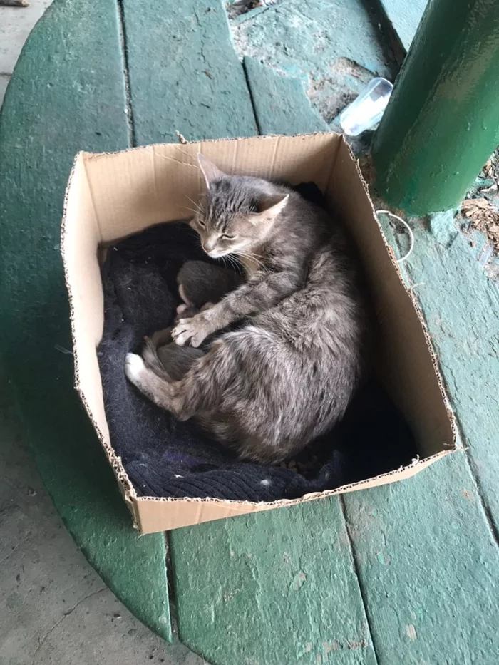 Who needs kittens? - Moscow region, In good hands, No rating, cat, Kaluga region, Maloyaroslavets, Kittens, The strength of the Peekaboo, Helping animals, Homeless animals