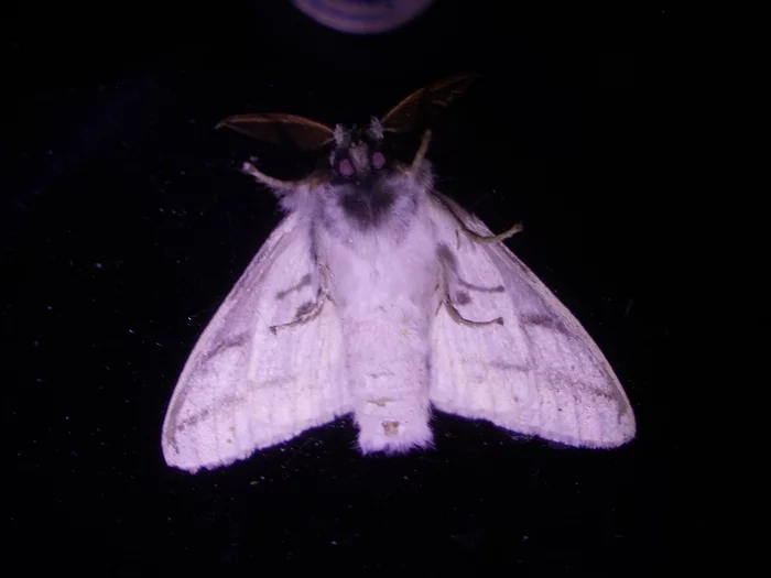A look from the underworld - My, The photo, Butterfly, Kripota
