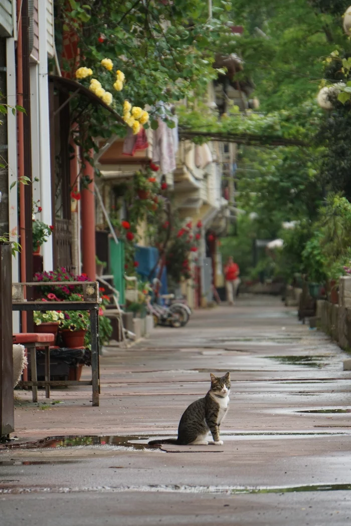Streets of Sirius - My, Sirius, Sochi, Adler, The photo, cat, Longpost