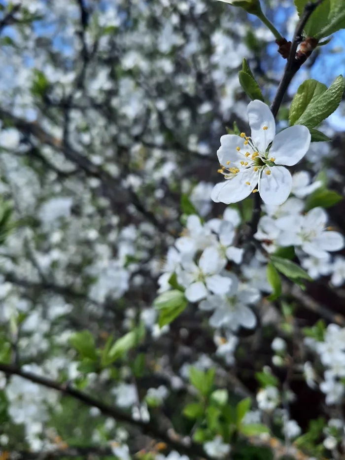 Spring is beautiful - 2 - My, Mobile photography, Flowers, Nature, Spring, Without words, Longpost