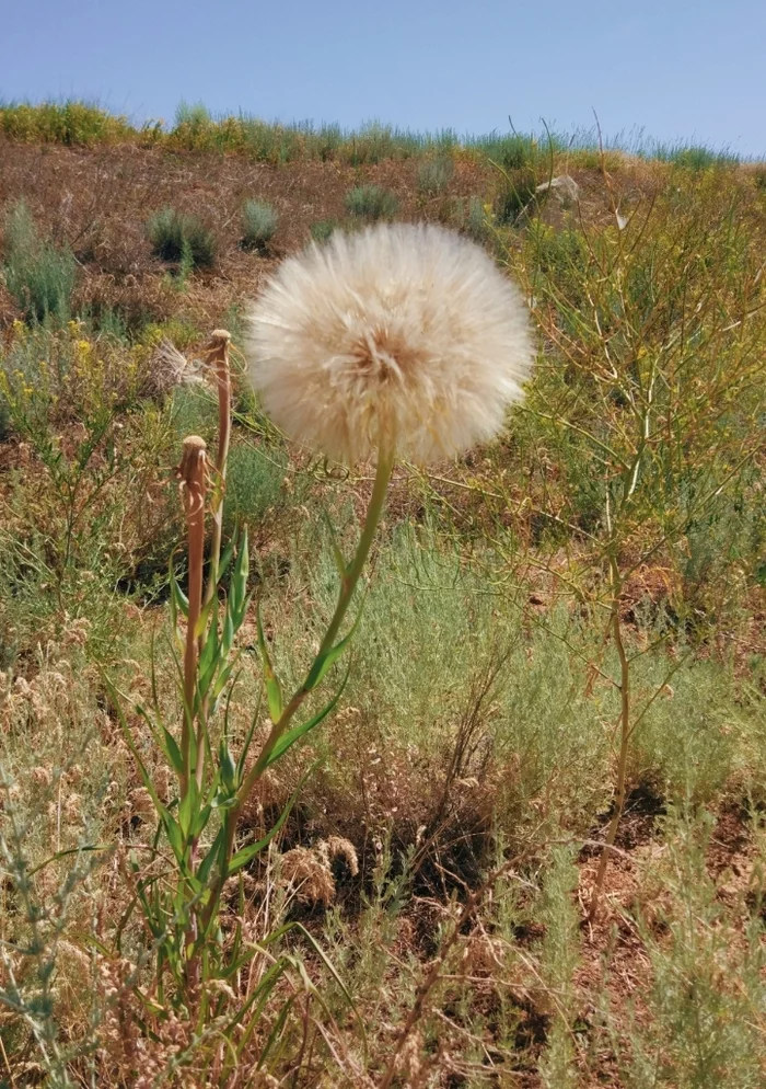 Lonely dandelion in the desert expanses of Kalmykia - My, Mobile photography, God dandelion, Tourism, Nature