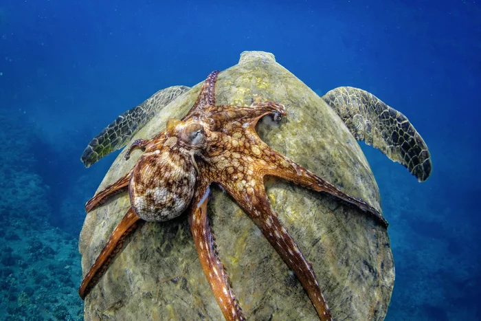 The octopus decided to save energy - Marine life, Octopus, Cephalopods, Clam, Turtle, Reptiles, Interesting, Positive, Hawaii, Pacific Ocean, Underwater photography