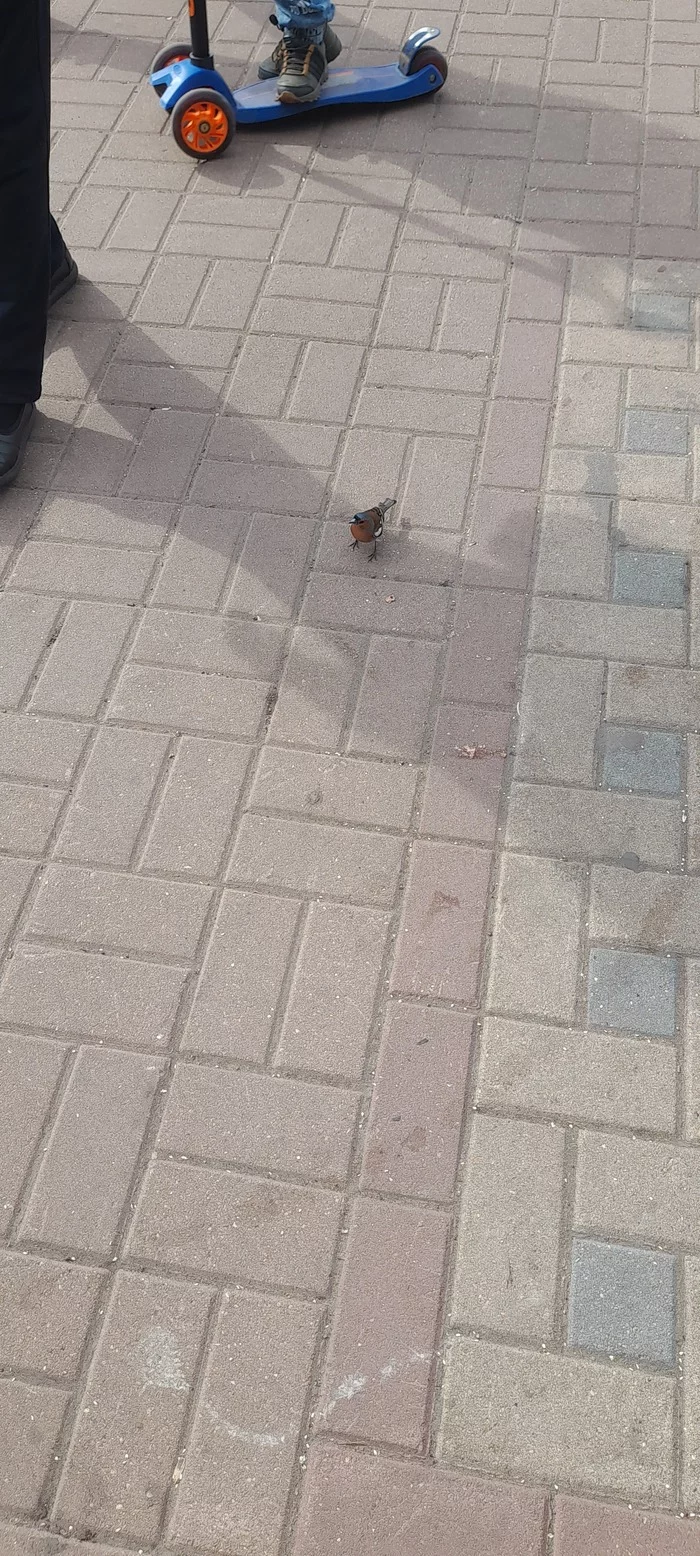 Help identifying this bird - Help, No rating, Birds, Longpost, Finches