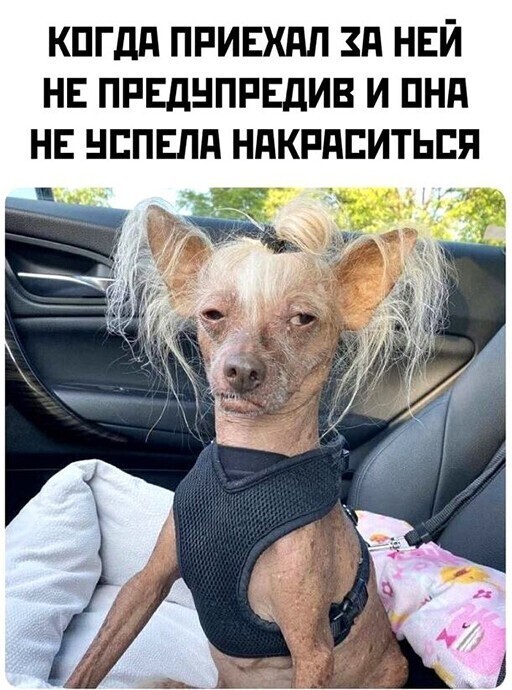 Forgive me beautiful pikabush - Girls, Women, No make up, Natural beauty, Dog, Picture with text, Chinese Crested