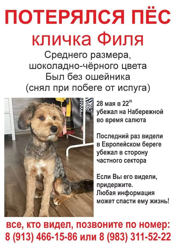 Lost. Novosibirsk - The dog is missing, Novosibirsk region, Novosibirsk, No rating, Lost, A loss, Helping animals, Dog