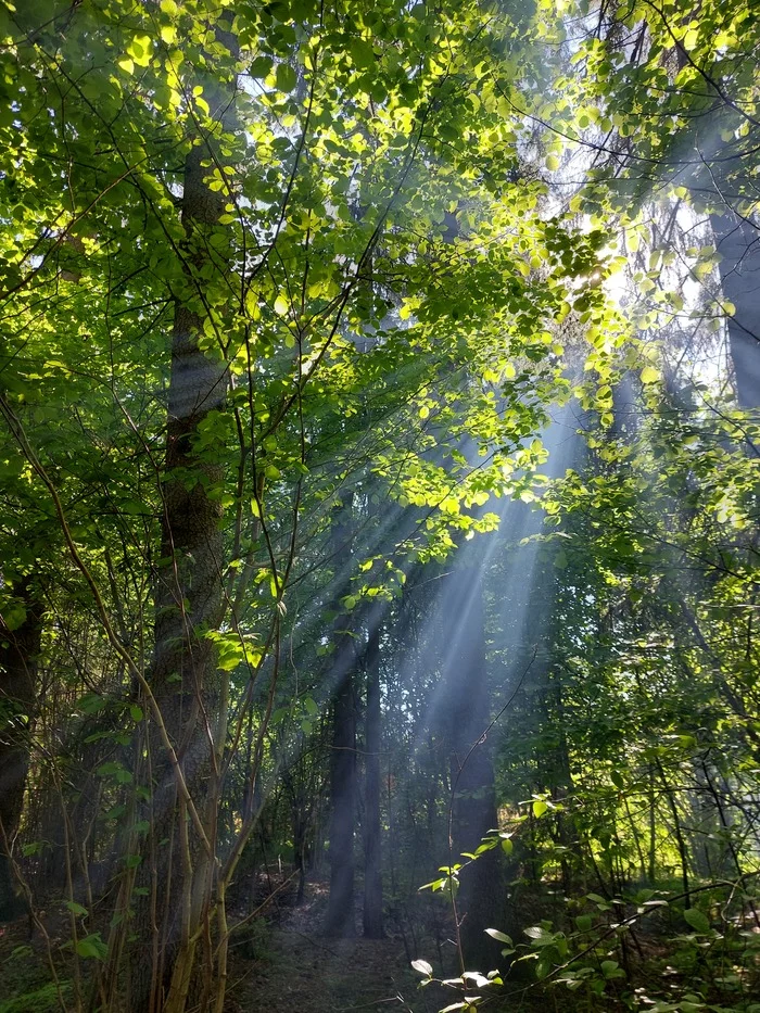 Forest - My, The photo, Photo on sneaker, Latvia, Forest, beauty