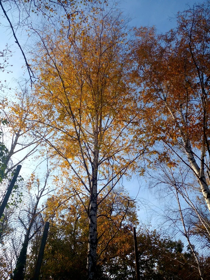 Gulkevichi. Autumn - My, Gulkevichi, Town, Longpost