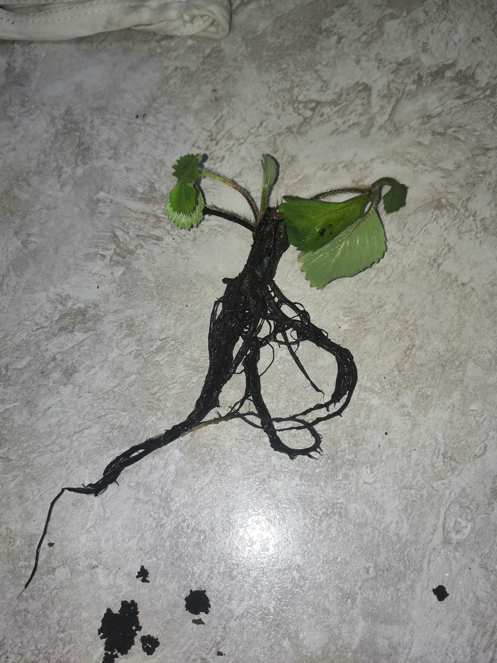 моя гидропоника 2022 часть №1 гидропоника, прогрессивное растениеводство, клубника (растение), хобби, растения, своими руками, огород на подоконнике, ягоды, длиннопост
