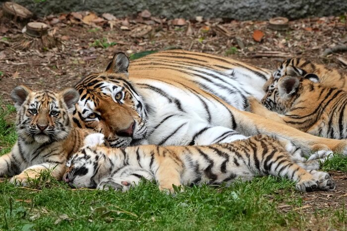Самая любимая мамочка и... надёжная Тигр, Амурский тигр, Большие кошки, Семейство кошачьих, Хищные животные, Тигрята, Позитив, Зоопарк, Япония, Длиннопост, Фотография, Дикие животные