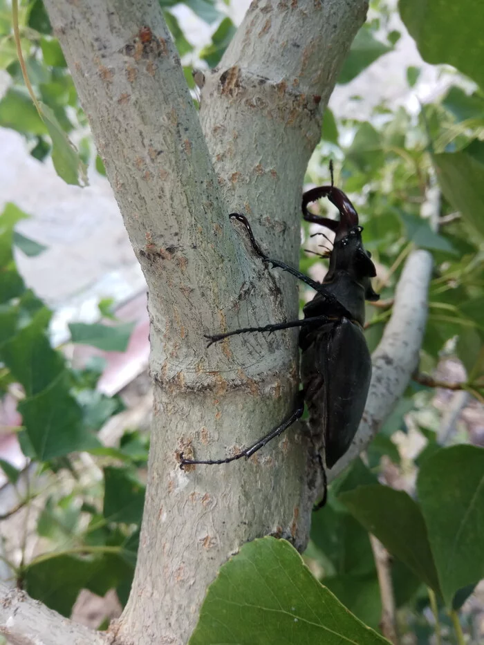 stag beetle - My, Жуки, Deer Beetle, Nature, Longpost