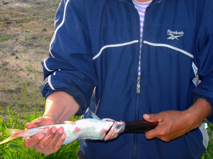 Байкальский вариант блюда "Рыба на рожне" - омуль Приготовление, Рыба, Готовка на костре, Байкал, Длиннопост