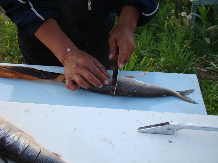 Байкальский вариант блюда "Рыба на рожне" - омуль Приготовление, Рыба, Готовка на костре, Байкал, Длиннопост