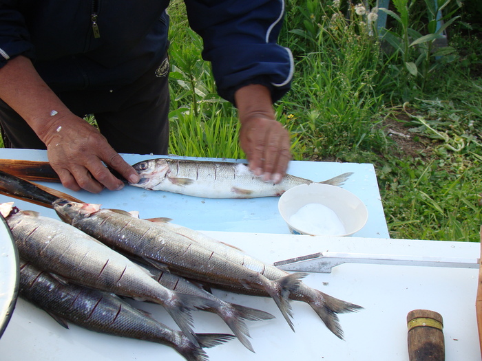 Байкальский вариант блюда "Рыба на рожне" - омуль Приготовление, Рыба, Готовка на костре, Байкал, Длиннопост