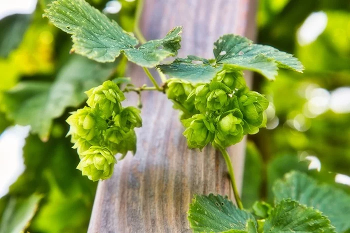 Head of the Ministry of Agriculture of Chuvashia: the first agreements to increase the area of ??hop-groves will be signed in June - Alcohol, news, Beer, Hop, Chuvashia, Moa, Informative, Interesting