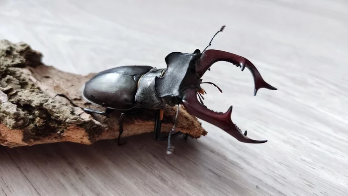 The largest beetle found in Europe - My, Deer Beetle, Жуки, Insects, League of biologists, Video, Red Book, Rare view