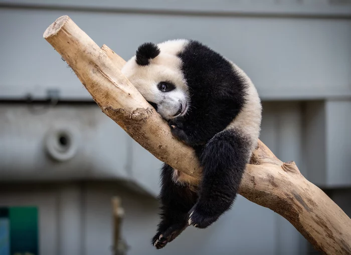 It's been a tough year - Panda, Malaysia, Zoo, Birthday, The Bears, Teddy bears, Wild animals, Milota, The photo, Around the world, Longpost