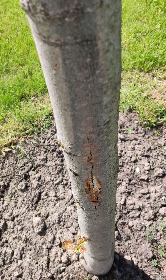 What's with the bark?! - My, Linden, Gardening, Plants, Garden, Tree, The park, Large-sized meter, Landing, Video, Youtube, Longpost