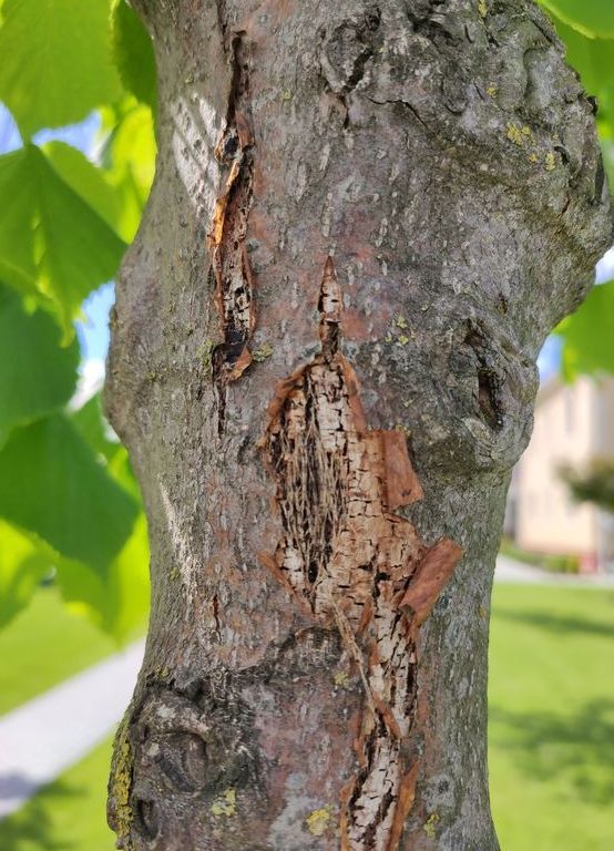 What's with the bark?! - My, Linden, Gardening, Plants, Garden, Tree, The park, Large-sized meter, Landing, Video, Youtube, Longpost