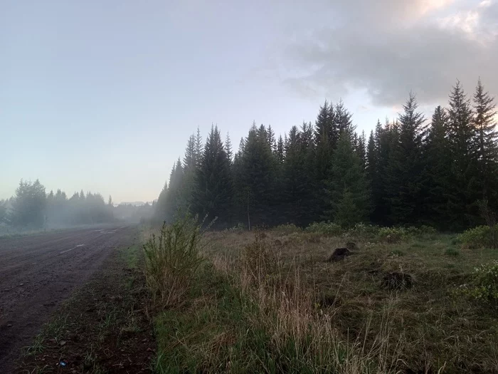 Mysterious forest - My, The nature of Russia, Mobile photography, Irkutsk region, Taiga